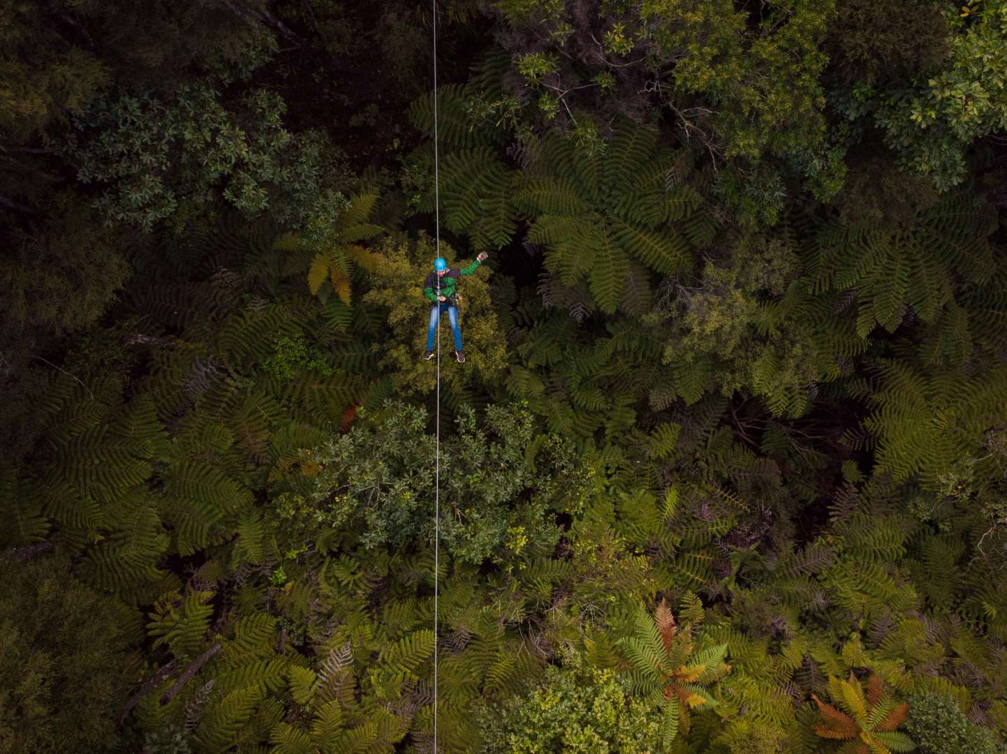 Birds-eye view of ziplining through native forest